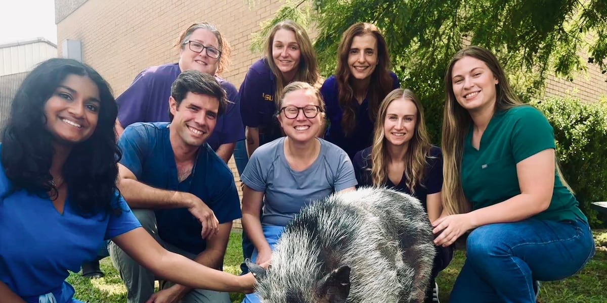 Pet pig gains second chance at life after life-saving surgery from LSU vet school