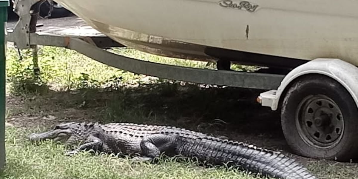 Police wrangle alligator in Livingston Parish yard