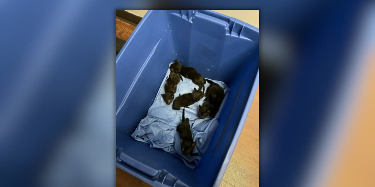 Kittens dumped at landfill found in horrific conditions