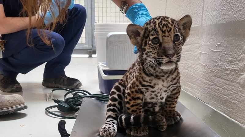 BREC’s Baton Rouge Zoo announced the first jaguar cub was born at the zoo in over three decades.