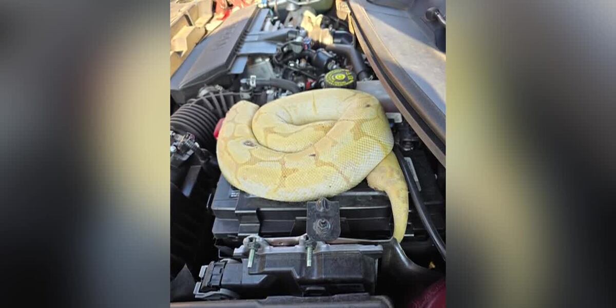 Man investigates strange smell coming from car and finds python under ...