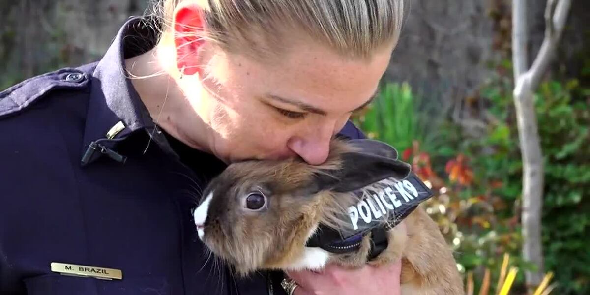 B Rabbit Image Marshal Bunny with a badge: Rabbit helps officers with mental health