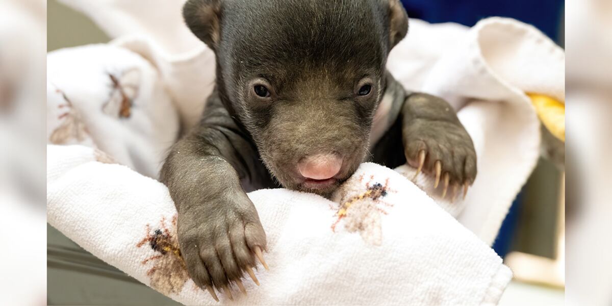 Zoo welcomes first sloth bear cubs born there in 26 years