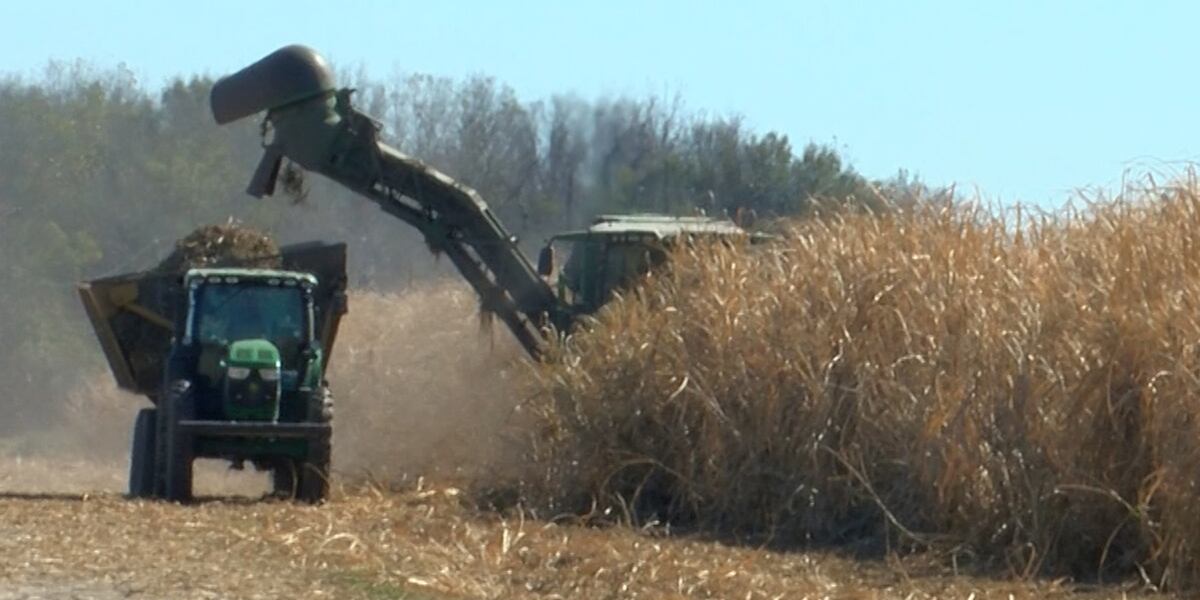Destroy Crops Here’s how the heat and drought are affecting crops, impacting consumers