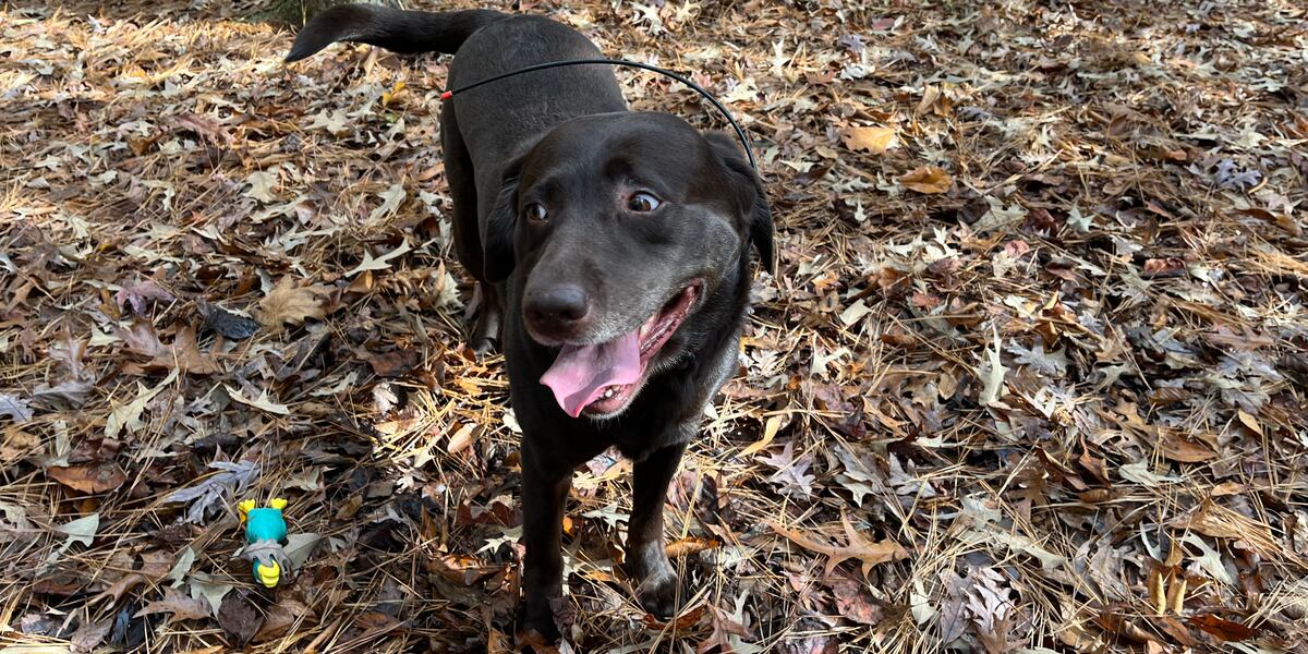 Wafb Meet Abby, a traveling ‘barkeologist’ who’s helping uncover a centuries ...