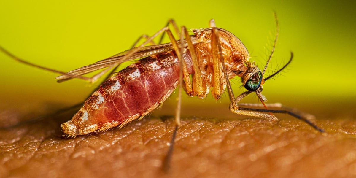 New forecasting method predicts West Nile virus outbreaks using weather data