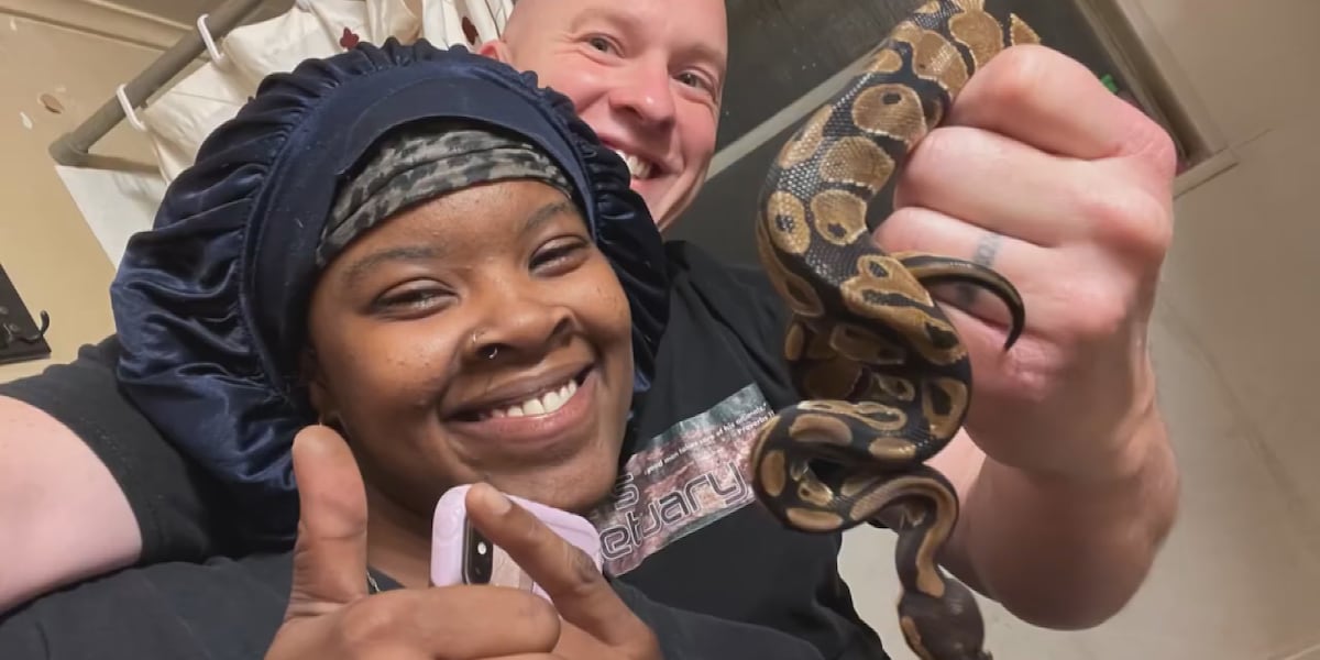 shelby township police spent wednesday night digging a... Woman surprised by ball python found in her toilet