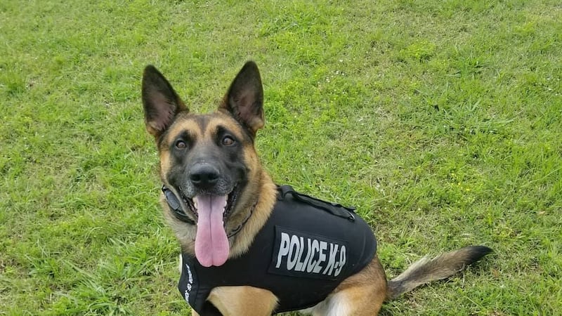 Denham Springs Police K-9 "Koi" retiring.