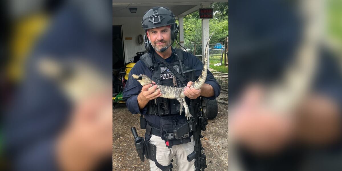 Brpd BRPD officer rescues alligator during barricade incident