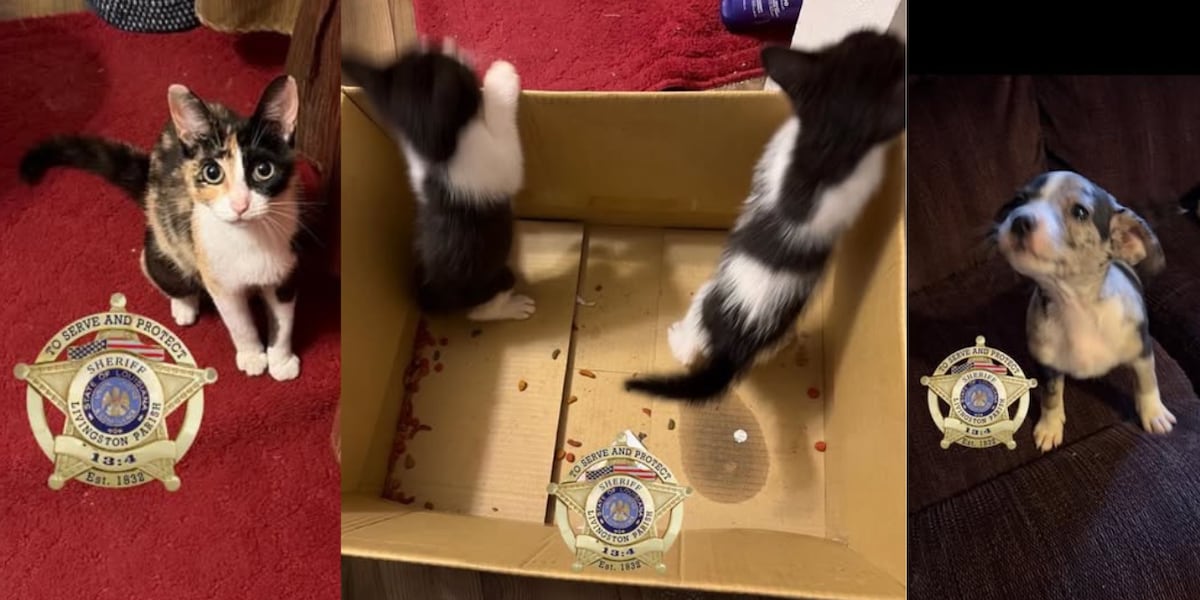 Abandoned puppy, family of cats rescued in Livingston Parish
