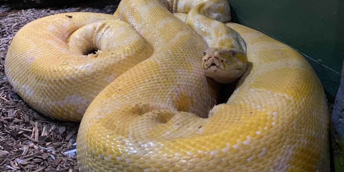 Python Phoenix Zoo Python escapes Blue Zoo at Mall of Louisiana