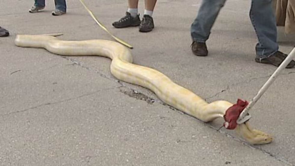 12ft Python Snake 12-ft. python outgrows cage and escapes