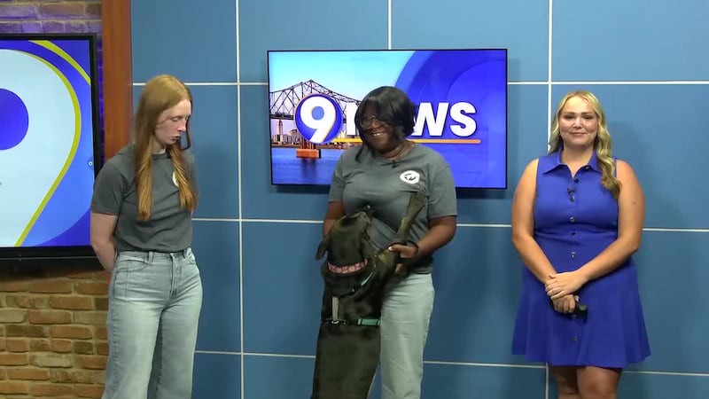 A Baton Rouge animal shelter is offering summer deals as a way to help find forever homes for...