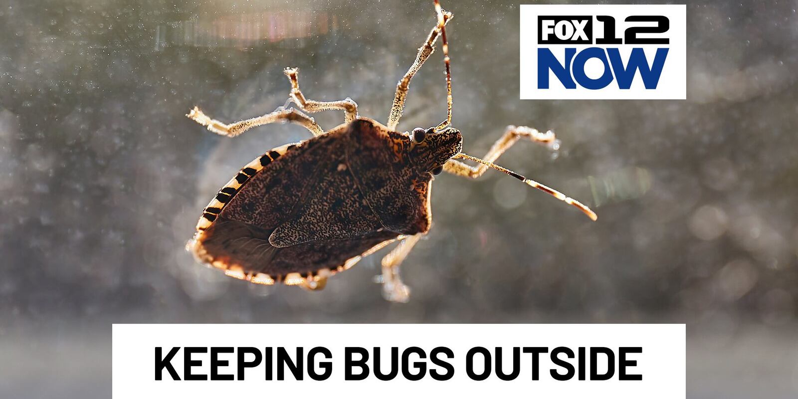https%3A%2F%2Fdo0bihdskp9dy.cloudfront.net%2F10-08-2026%2Ft_118de8f243cc470eaa4b41ae230bb37c_name_KEEPING_BUGS_OUTSIDE.png?auth=c4ce2ccec556d0b314a2bce77ff18af8ddf787bcc8788816d658eefadfd1e9b4&width=1200&height=600&smart=true